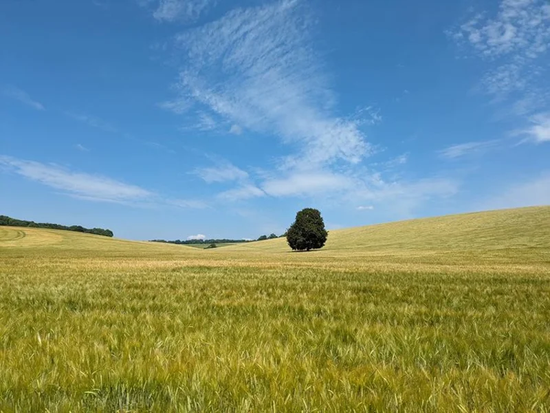 Chiltern Hills